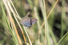 Cupido amyntula