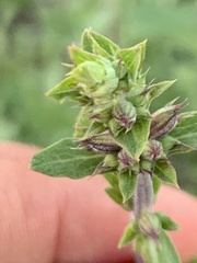 Salvia munzii