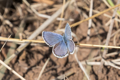 Plebejus melissa