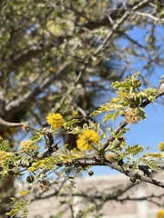 Vachellia constricta
