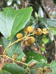 Mallotus repandus
