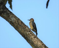 Melanerpes hoffmannii