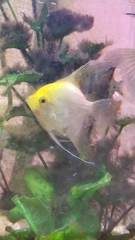 Pterophyllum scalare