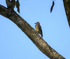 Melanerpes hoffmannii