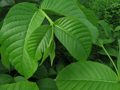 Holarrhena pubescens