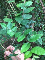 Micromelum minutum