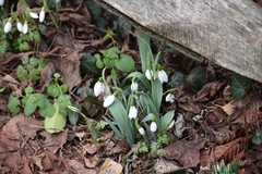 Galanthus elwesii
