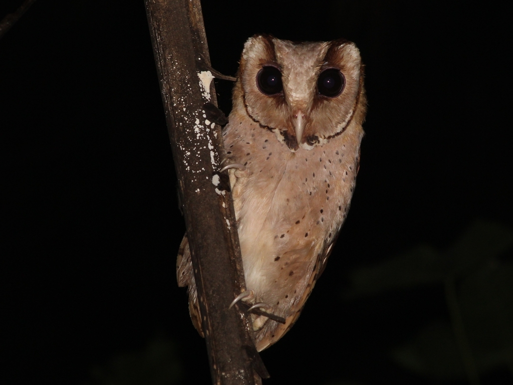 Phodilus badius badius in January 2023 by A. Restu Dwikelana · iNaturalist