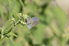 Plebejus melissa