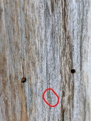 Chaenotheca laevigata