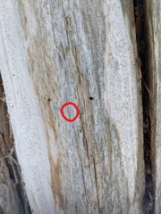 Chaenotheca laevigata