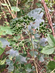 Micromelum minutum