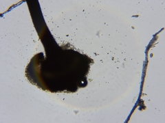 Chaenotheca laevigata