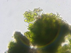 Chaenotheca laevigata