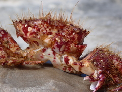 Pilumnus