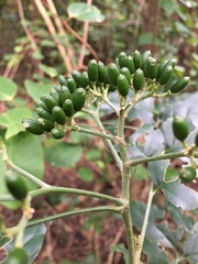 Micromelum minutum