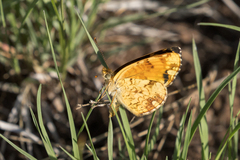 Phyciodes mylitta