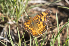 Phyciodes mylitta