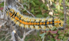 Lasiocampa serrula