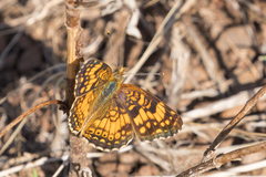 Phyciodes mylitta