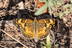 Phyciodes mylitta