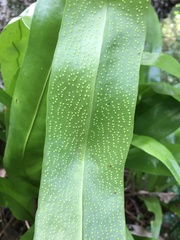 Microsorum punctatum