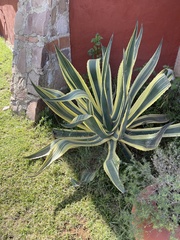 Agave salmiana