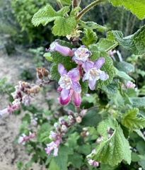 Ribes malvaceum