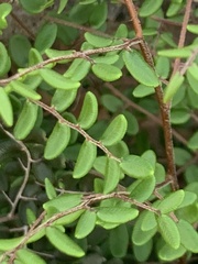 Pellaea andromedifolia pubescens