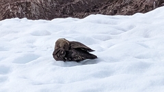 Stercorarius antarcticus