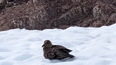 Stercorarius antarcticus