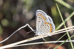 Plebejus melissa