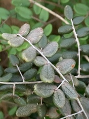Pellaea andromedifolia pubescens