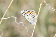 Euphilotes centralis