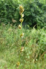 Carex divulsa