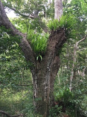 Microsorum punctatum