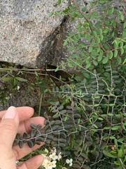 Pellaea andromedifolia pubescens
