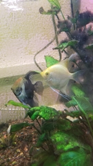 Pterophyllum
