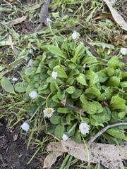 Bellis perennis