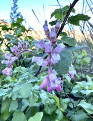 Ribes malvaceum