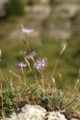 Dianthus hyssopifolius