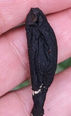 Xylaria polymorpha