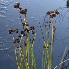 Juncus ensifolius