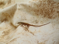 Liolaemus cyanogaster