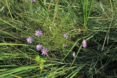 Galatella