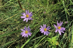 Galatella