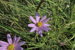 Galatella