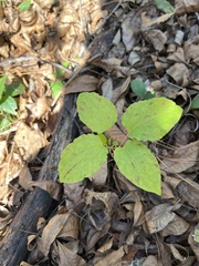 Smilax ecirrhata