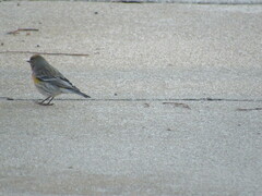 Setophaga coronata