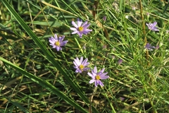 Galatella
